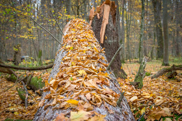 obsypany jesiennymi liśćmi pień złamanego drzewa w Białowieskim Parku Narodowym - obrazy, fototapety, plakaty