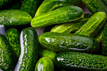 Fresh juicy clean cucumbers lying tightly next to each other. Preparing for conservation and salting.