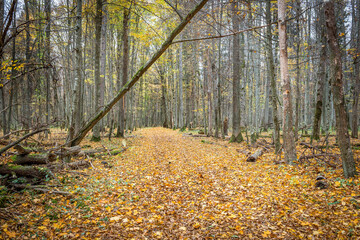 leśną droga jesienią w Białowieskim Parku Narodowym, Polska