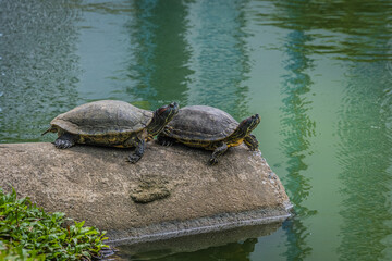 Obraz premium Lumphini Park in Bangkok Thailand Asien 