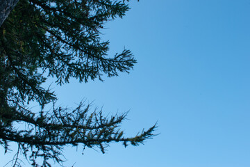 Green spruce branches close up with cones. Spruce branches against a blue sky. Many cones on spruce. Fir tree. Background image with copy space. Copy space, springtime. High quality photo