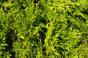 Bright green fluffy larch branches on a summer sunny day. The natural beauty of a graceful larch twig. Young larch branches in close-up. Full frame. Background of dense green larch with soft leaves.