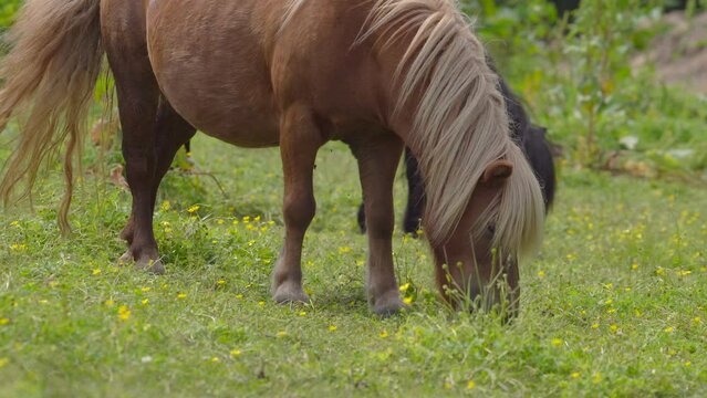 Shetland Ponies Grazing In Spring Meadow Hills During Daytime. Close Up
