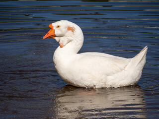 goose in the water