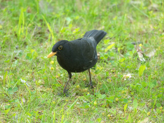 blackbird on green grass