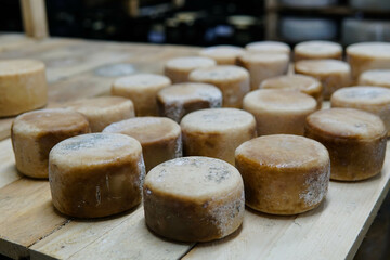 Round hard cheese heads ripening on shelf in cold chamber on cheese factory.
