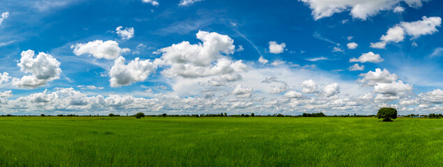 Obraz na płótnie Canvas Panorama Landscape Of rice plantation fields And blue Sky clouds Background.Rice plantation fields landscapes on a bright sunny day with patterns formed in natural background.
