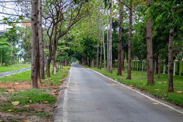 Fototapeta na wymiar Asphalt road surrounded by trees