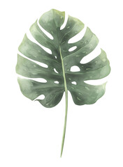 Watercolor monstera leaf isolated on white background. Botanical illustration for interior stickers.