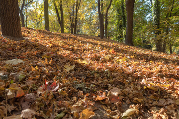 Fallen autumn leaves in the city park