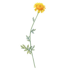 Summer field golden dyer's chamomile flower (yellow cota, Paris daisy, Anthemis tinctoria). Watercolor hand drawn painting illustration, isolated on white background.