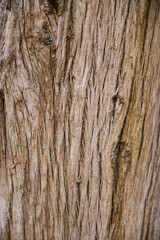The texture of the tree bark. Tree in the park close-up. Relief texture and background.
