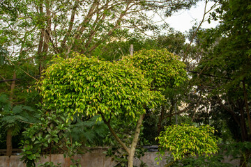 The top of the tree that is not yet tall in the garden