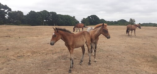 New Forest Foals