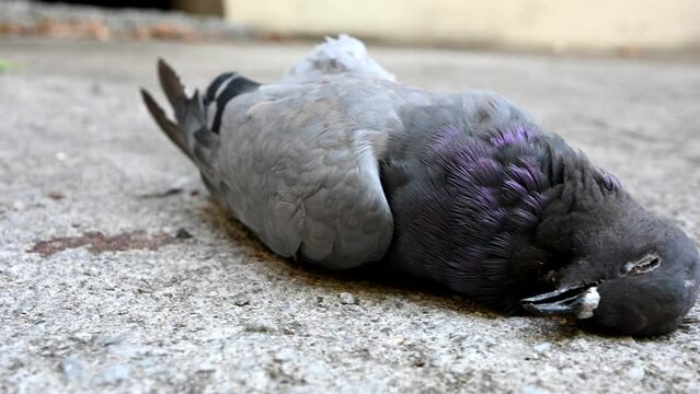 closeup footage of dead pigeon on cement surface
