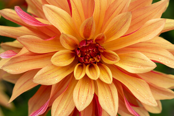 Giant two-coloured orange apricot and pink dahlia after the rain blooming in the dutch flower garden in summer, close up and macro