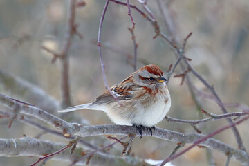 American tree sparrow (Spizelloides arborea) in winter