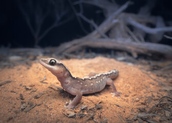 Portrait of a wild Desert Wood Gecko (Diplodactylus wiru) in sandy, woodland habitat at night, South Australia