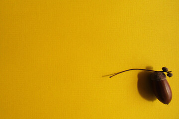 Acorn on a yellow background. There is space for text.
