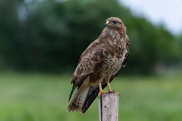 A beautiful Common Buzzard (Buteo buteo) sitting on a fence post at a pasture looking for prey. Gelderland in the Netherlands.                               