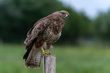 A beautiful Common Buzzard (Buteo buteo) sitting on a fence post at a pasture looking for prey. Gelderland in the Netherlands.                               