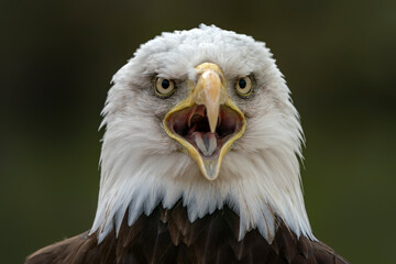 Portrait of a majestic bald eagle  American eagle adult (Haliaeetus leucocephalus). American...