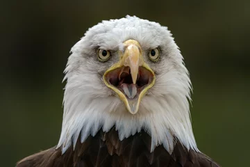 Muurstickers Portrait of a majestic bald eagle  American eagle adult (Haliaeetus leucocephalus). American National Symbol.        © Albert Beukhof