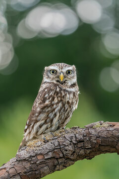 Beautiful Little owl (Athene noctua) on a branch looking for prey. Green bokeh background in the Netherlands. 