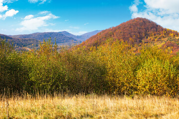 autumnal nature scenery in mountains. birch trees in colorful foliage on the meadow. primeval beech forest in fall foliage on the hill. warm sunny day with fluffy clouds on the sky