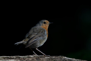  European Robin (Erithacus rubecula) on a branch in the forest of Noord Brabant in the Netherlands. copy space. Isolated black background. Low key.                                                     