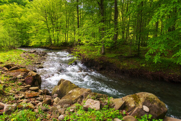 Naklejka na ściany i meble rapid water stream in the beech forest. green landscape with rocks and trees on the shore. calm nature background in spring. vivid foliage on the branches above the brook