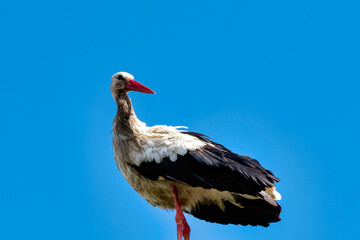 Adult white stork (Ciconia ciconia) on the street lamp - Choczewo, Pomerania, Poland