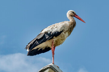 Adult white stork (Ciconia ciconia) on the street lamp - Choczewo, Pomerania, Poland