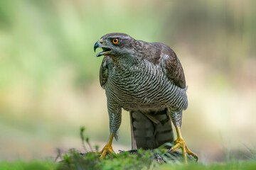   Adult of Northern Goshawk (Accipiter gentilis) in the forest of Noord Brabant in the Netherlands....
