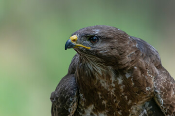 Portrait of a beautiful Common Buzzard (Buteo buteo). Noord Brabant in the Netherlands. Green background.                                