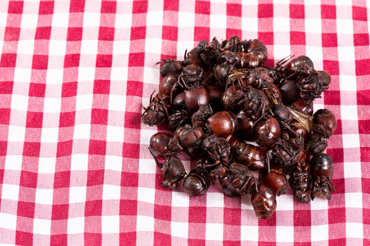 The tradition of the Santander culonas ants - Colombian gastronomy