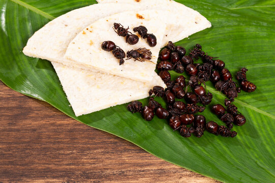 Ants culonas Typical Gastronomy of Santander Colombia; Photo On Wood Background