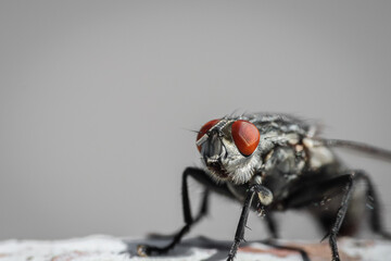 Macro close-up on the fly