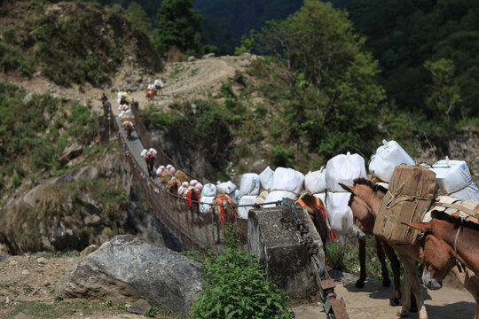 A caravan of pack donkeys crosses a deep mountain gorge on a suspension bridge