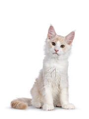 Adorable Maine Coon cat kitten, sitting up facing front. Looking towards camera. Isolated on a white background.