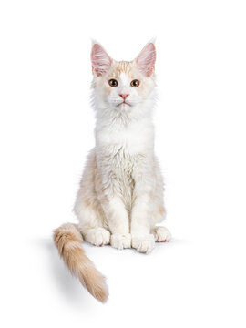 Adorable Maine Coon cat kitten, sitting up facing front on edge. Looking towards camera. Isolated on a white background.