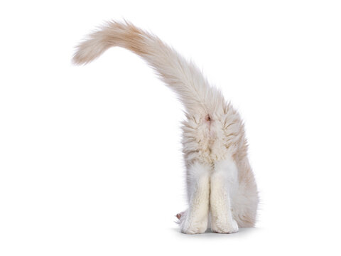 Butt from Maine Coon cat kitten, leaving the set. Isolated on a white background.