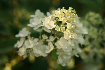 Flowering plant illuminated by golden sunlight. Details of summer nature. Tiny white flowers. Flowering bush on a blurred green natural background.