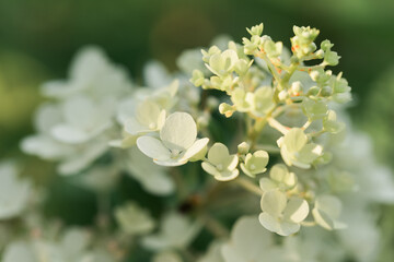 Flowering plant illuminated by golden sunlight. Details of summer nature. Tiny white flowers. Flowering bush on a blurred green natural background.