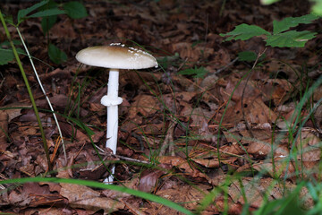 Poisonous mushroom fly agaric, toadstool in the forest.
