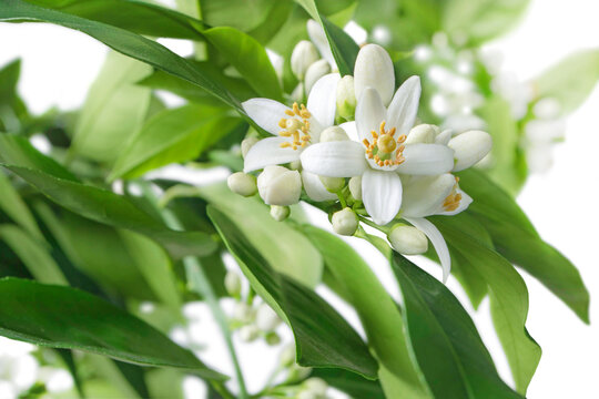 Orange tree branches with flowers, buds and leaves isolated on white