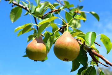 Summer harvest of pears
