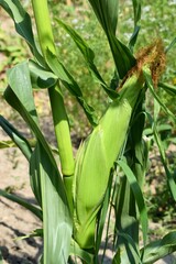 Fototapeta premium Maize, also known as corn, is a cereal grain first domesticated by indigenous peoples in southern Mexico.