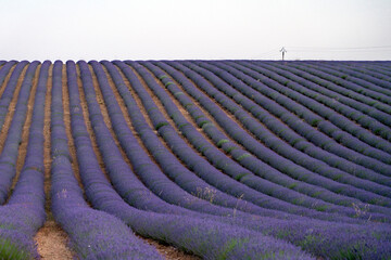 Lavender field in region of Provence France