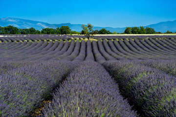 Obraz na płótnie Canvas Lavender field region in Valensole